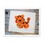 Tiger Applique